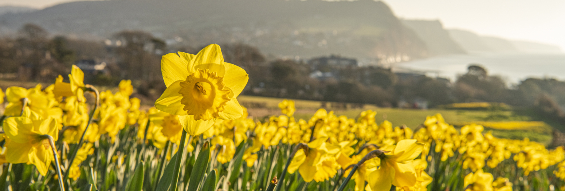Daffodils up on Peak Hill